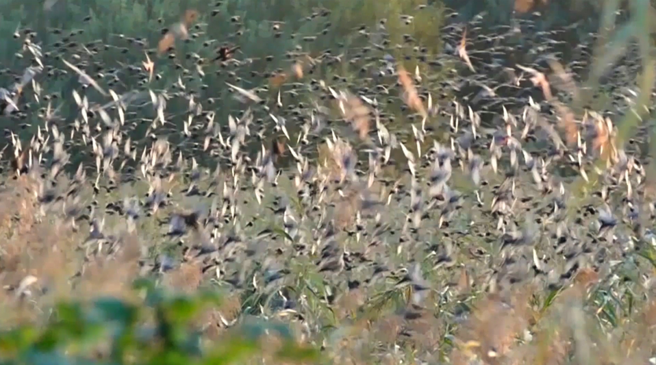 Levels 1: triptych: air